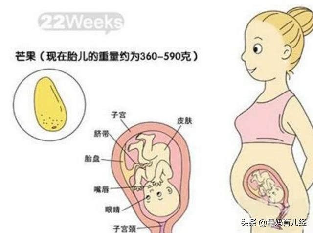 20周胎教内容？