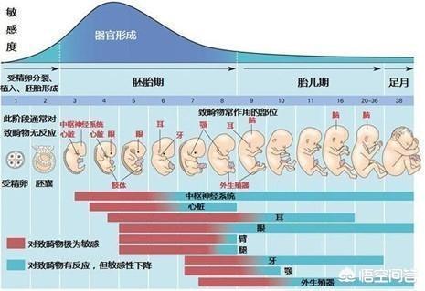 胎儿畸形最常发生在孕早期，孕妈该如何安全的度过孕前三个月？