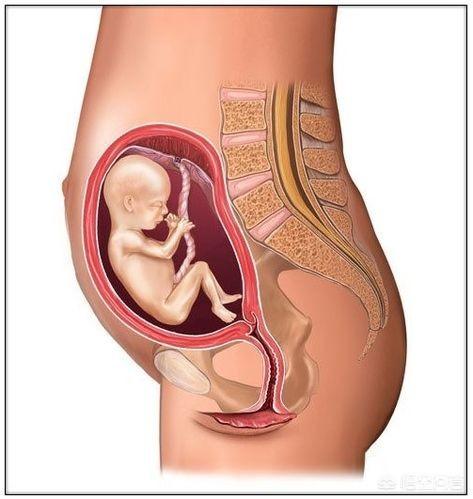 胎儿发育的40周里，是如何从芝麻大小长成小宝宝的？