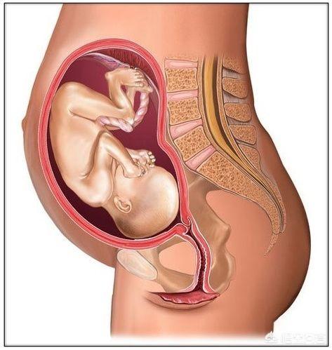 胎儿发育的40周里，是如何从芝麻大小长成小宝宝的？