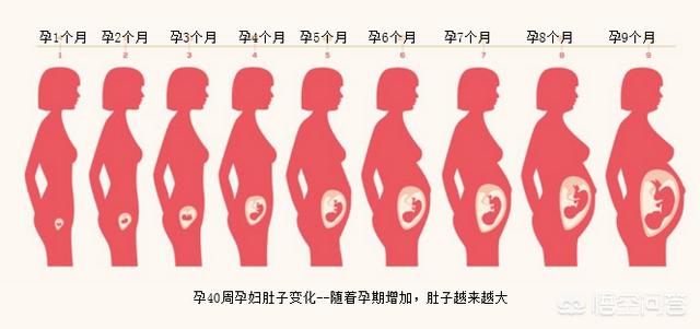 胎儿发育的40周内，孕妈肚子是怎样一点点变大的？