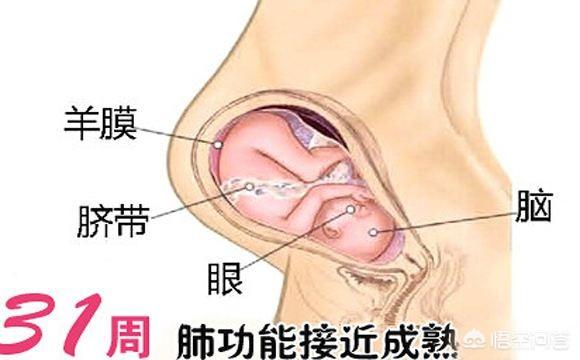 怀孕三十一周，胎儿现在有多重算正常呢？