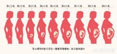 胎儿发育的40周内，孕妈肚子是怎样一点点变大的