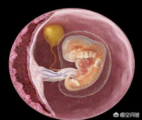 孕早期怎么做有助于胎儿着床？