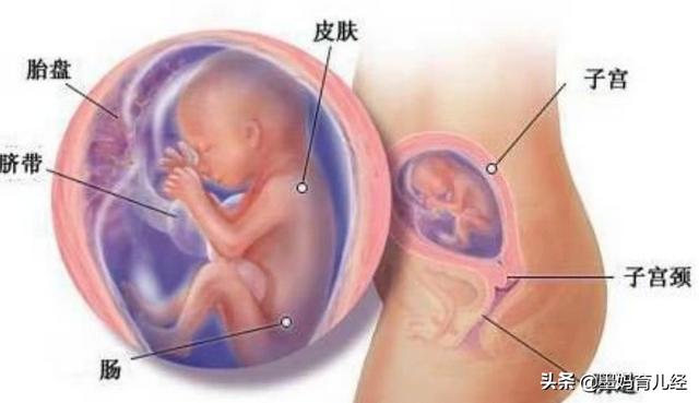 怀孕五个月了，胎宝宝和孕妈妈会有哪些新变化呢？