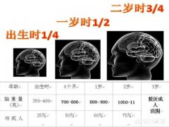 妈妈们知道婴儿期大脑的发育情况吗，有哪些注