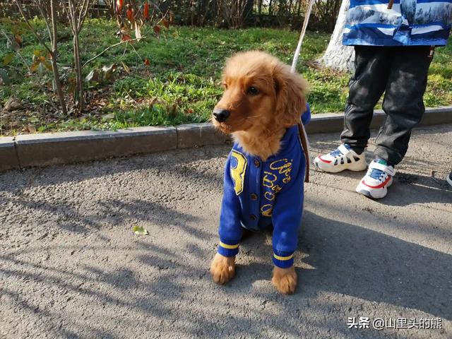 哪些狗狗和小孩可以很好相处？