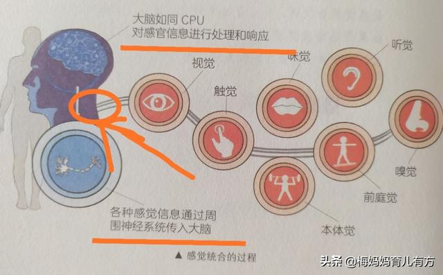 三岁小孩前庭发育不好，怎么锻炼？