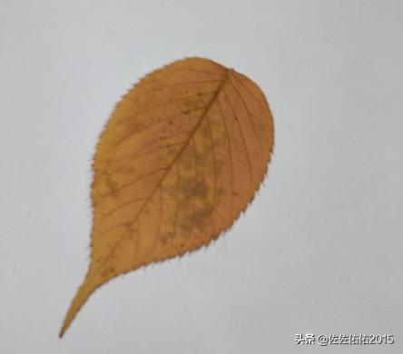 幼儿手工：简单好看树叶贴画方法？