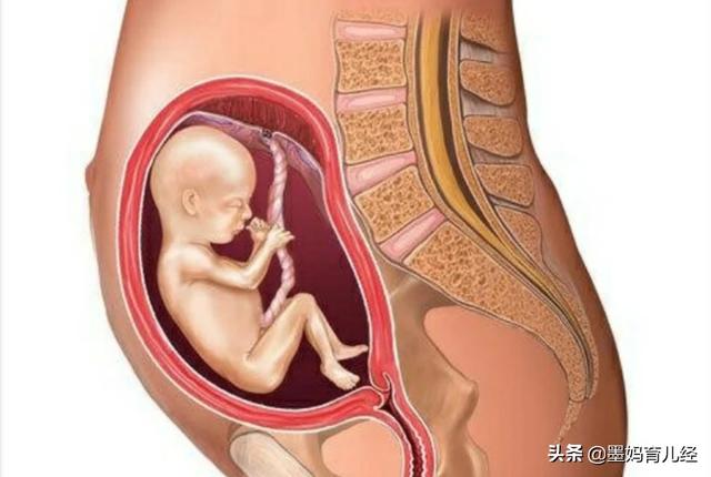 怀孕第5个月的时候胎宝宝有什么变化？准妈妈身体有什么变化？