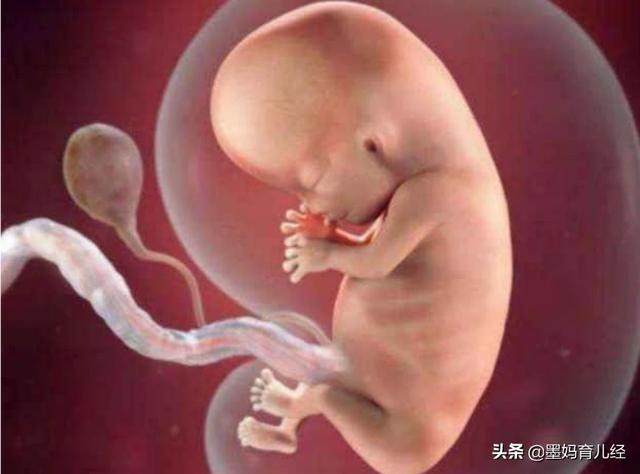 怀孕第5个月的时候胎宝宝有什么变化？准妈妈身体有什么变化？