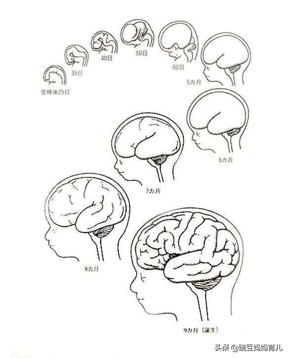 孕期怎么样才能让宝宝更聪明？