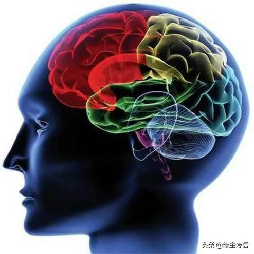 开发儿童智力，应给吃些什么比较好？
