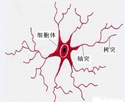 哪些食物能够帮助宝宝的大脑发育，提高他的智力？