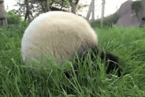 求推荐有哪些好的动物童话故事呢？