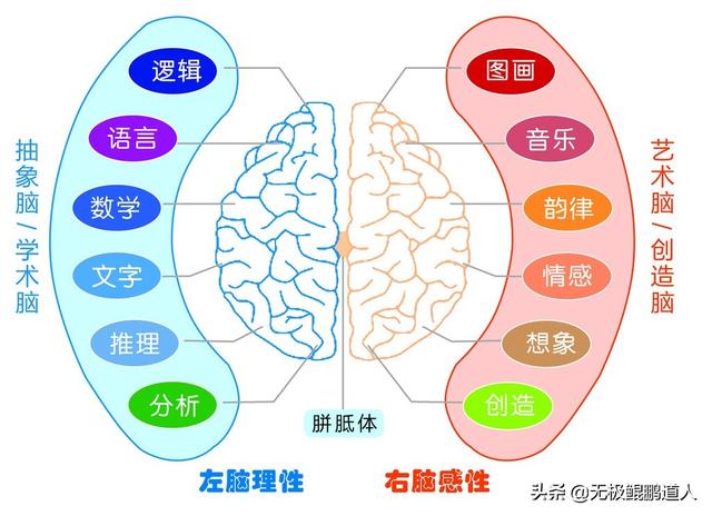 人的左脑右脑后天开发有帮助吗？