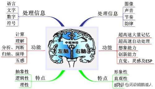 人的左脑右脑后天开发有帮助吗？